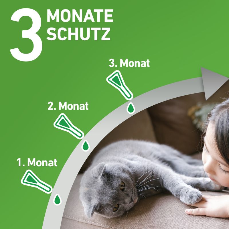zooplus Frontline® Combo Spot-On Katze kaufen Nur für heute