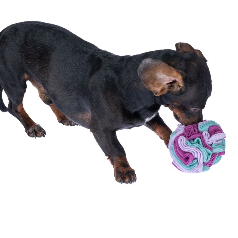 zooplus zooplus Basics Hundespielzeug Schnüffelball kaufen Günstig kaufen