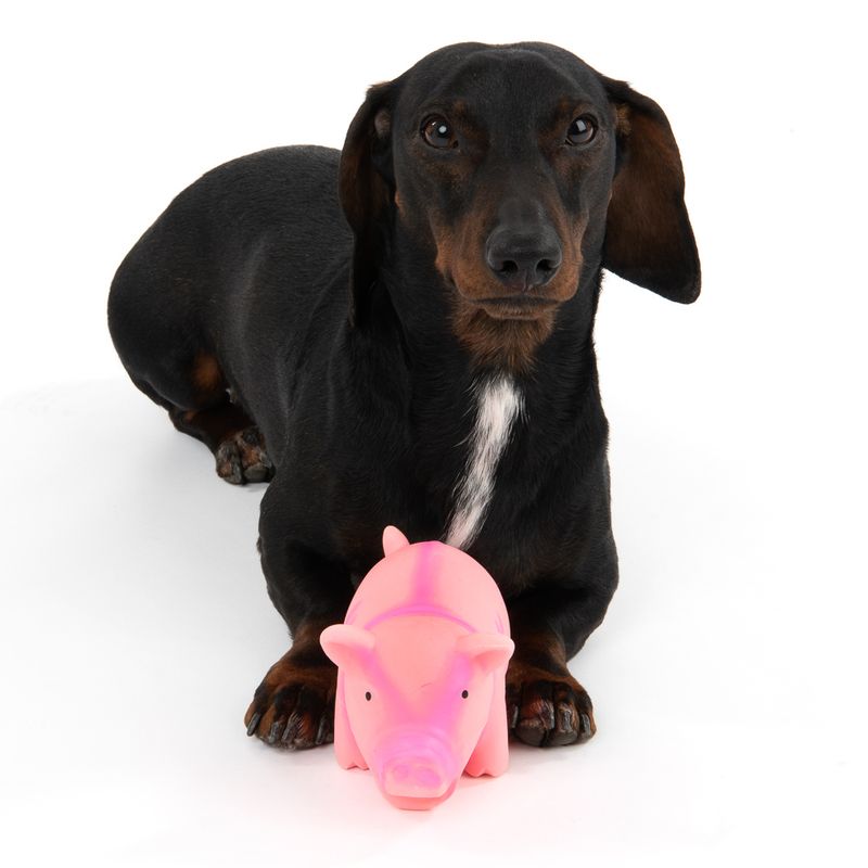 zooplus Hundespielzeug Latex-Schwein mit Stimme kaufen Online Shopping