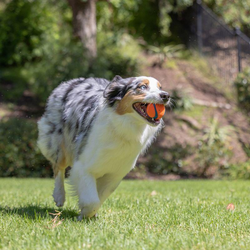 zooplus Chuckit Ultra Ball kaufen Saisonschlussverkauf