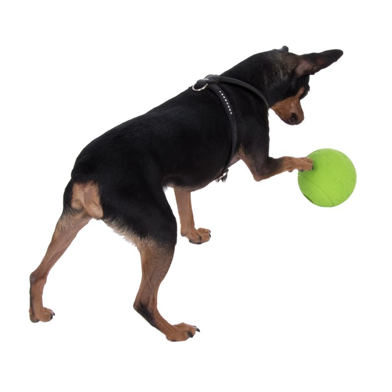zooplus Snackball Hund kaufen Black Friday