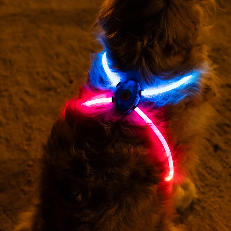 zooplus Nomad Tales Spirit USB LED Geschirr kaufen Clearance-Verkauf