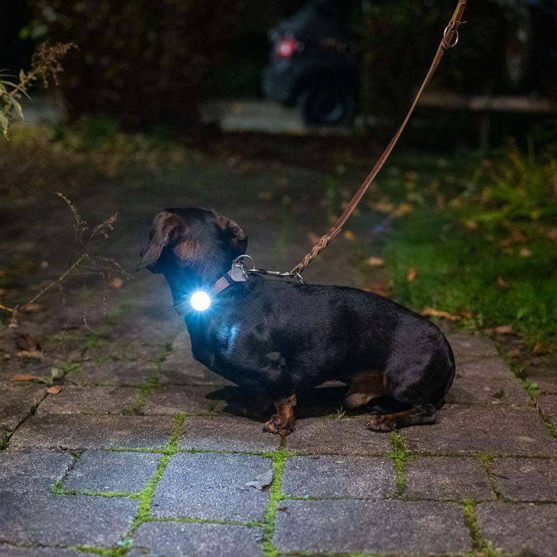 zooplus Nomad Tales Bloom Licht für Halsband & Geschirr kaufen Kostenloser Versand international