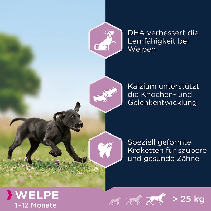 zooplus Eukanuba Puppy Large Breed Huhn kaufen Blitzverkäufe