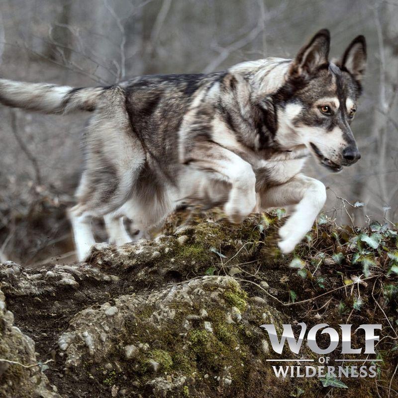 zooplus Wolf of Wilderness Adult Wild Hills Ente - getreidefrei kaufen Limitierter Zeitrabatt