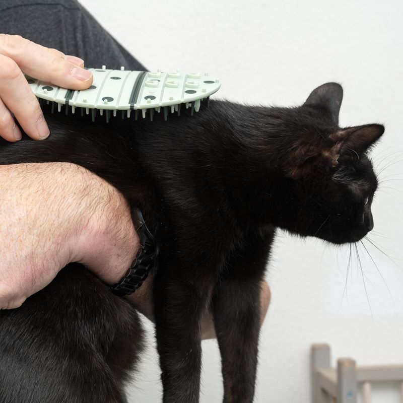 zooplus kooa 2-in-1 Katzenpflege-Ecke kaufen Limitierter Zeitrabatt