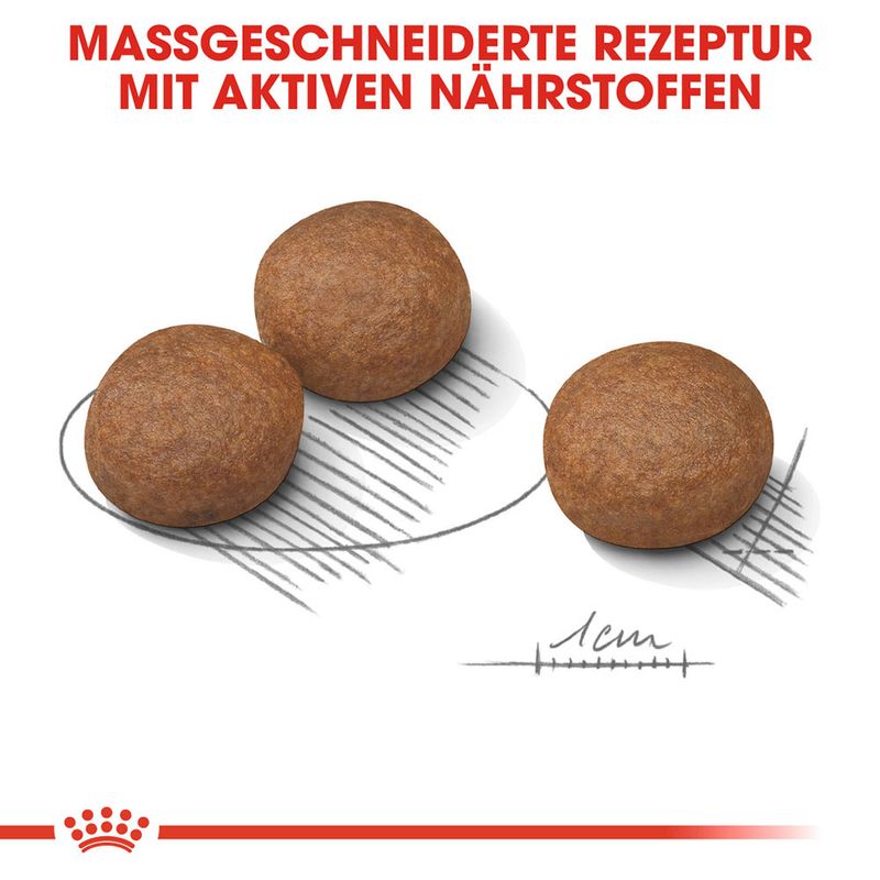 zooplus Royal Canin Medium Digestive Care kaufen 50% Rabatt für begrenzte Zeit