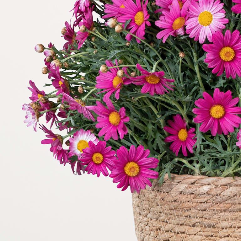 blume2000 Blühpflanze im Topf Prachtvoll Im Verkauf