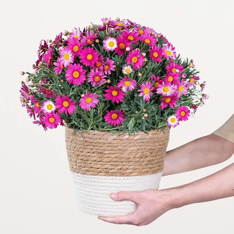 blume2000 Blühpflanze im Topf Prachtvoll Im Verkauf