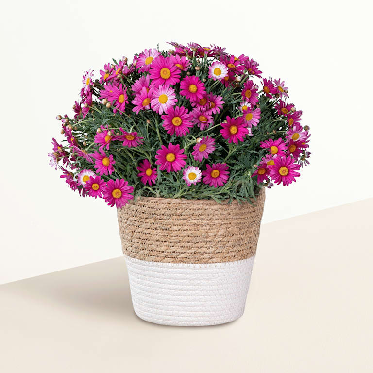 blume2000 Blühpflanze im Topf Prachtvoll Im Verkauf