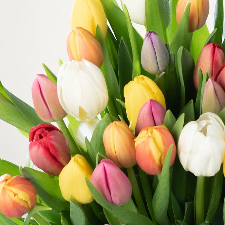 blume2000 Bunte Tulpen - 30 Stiele zollfrei