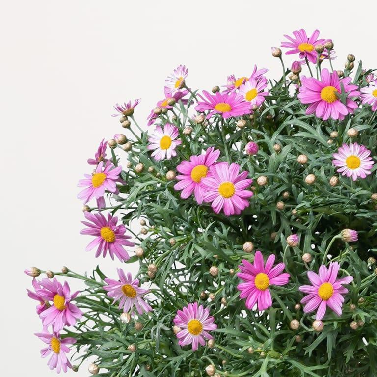 blume2000 Blühpflanze im Topf Schmuckstück 50% Rabatt für begrenzte Zeit