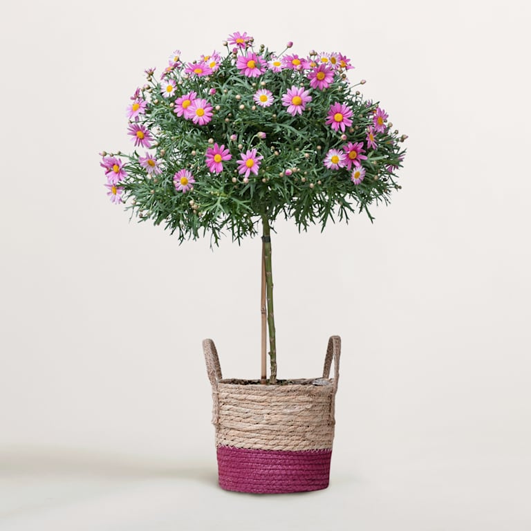blume2000 Blühpflanze im Topf Schmuckstück 50% Rabatt für begrenzte Zeit