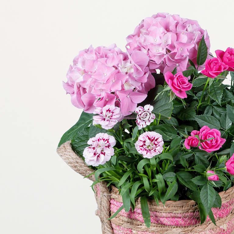 blume2000 Blühpflanze im Topf Blütenkorb Verkauf