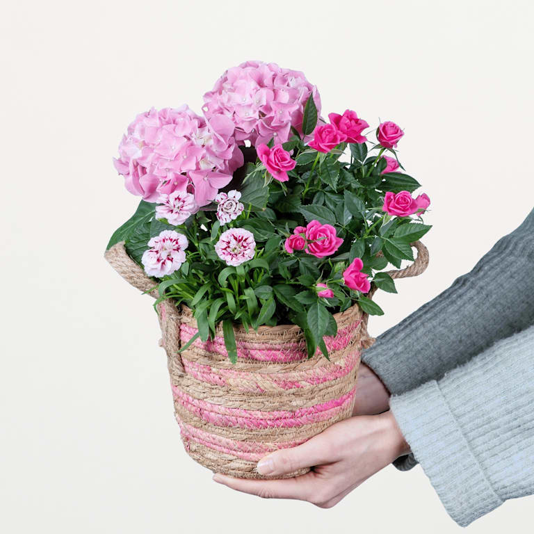 blume2000 Blühpflanze im Topf Blütenkorb Verkauf