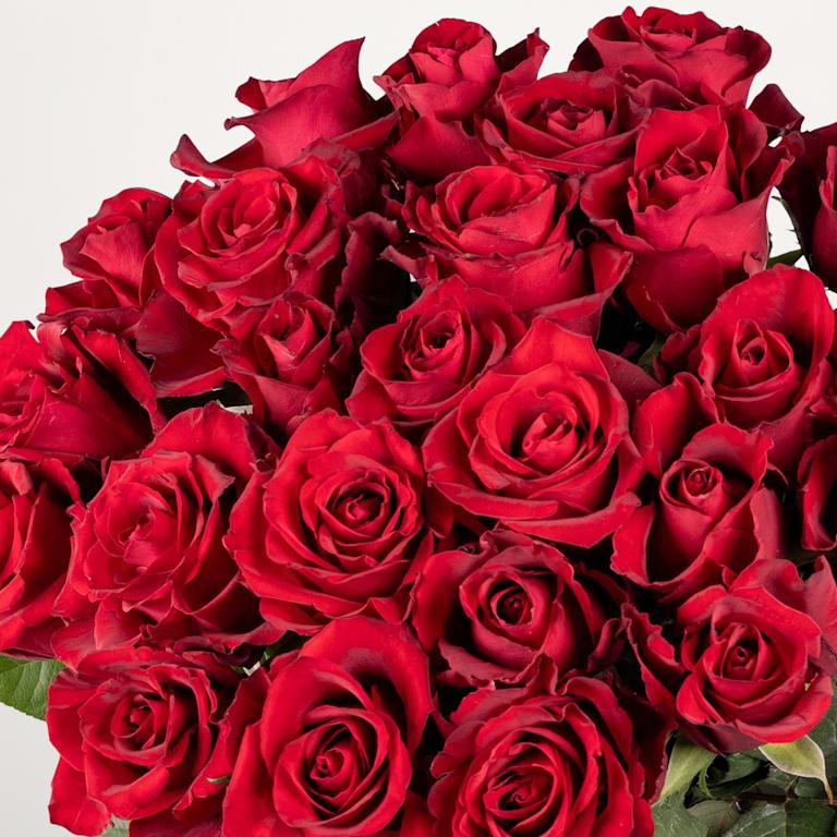 blume2000 Rote Premium-Rosen - 25 Stiele Angebote
