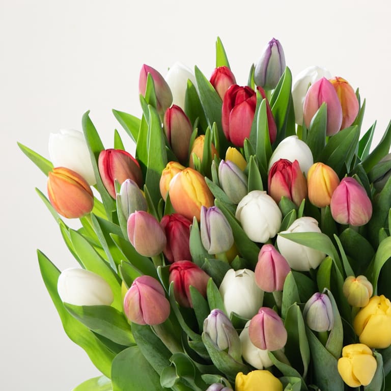blume2000 Bunte Tulpen - 50 Stiele Hotsell