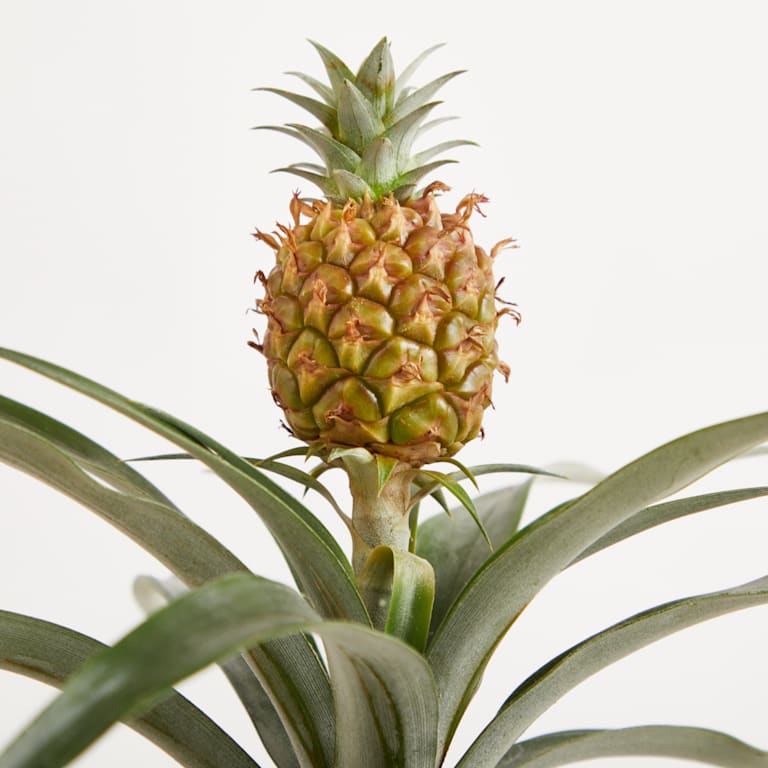 blume2000 Grünpflanze im Topf Tropical Beauty Kostenloser Versand