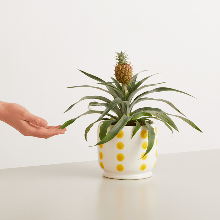 blume2000 Grünpflanze im Topf Tropical Beauty Kostenloser Versand