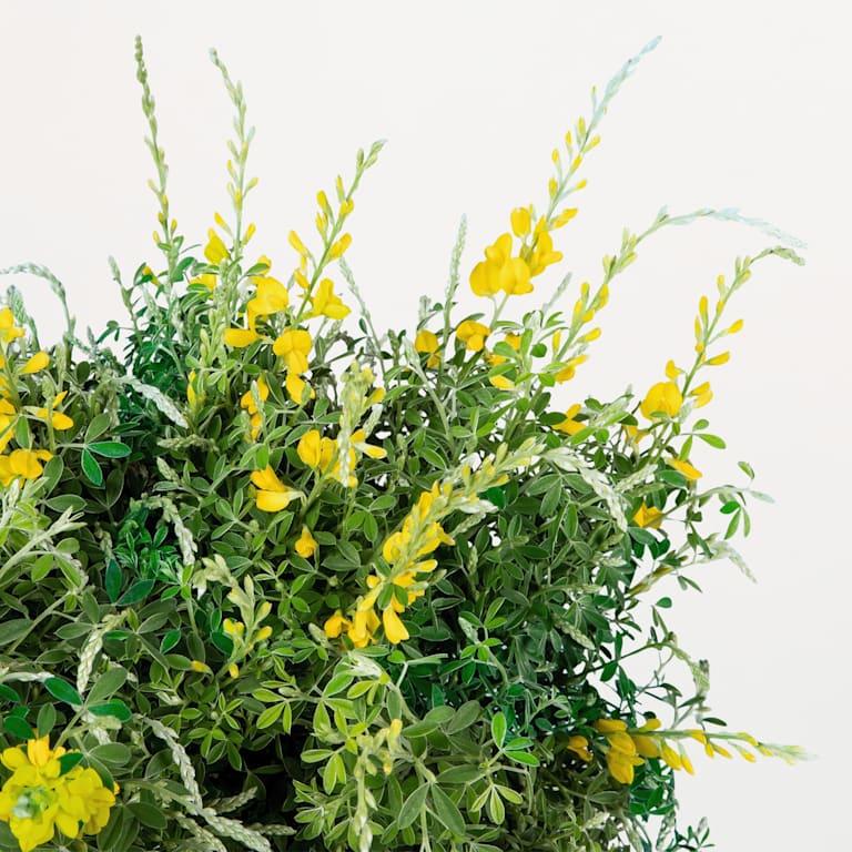 blume2000 Grünpflanze im Topf Sunny Day Limitierter Zeitrabatt