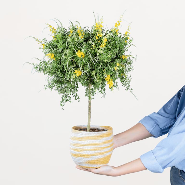 blume2000 Grünpflanze im Topf Sunny Day Limitierter Zeitrabatt