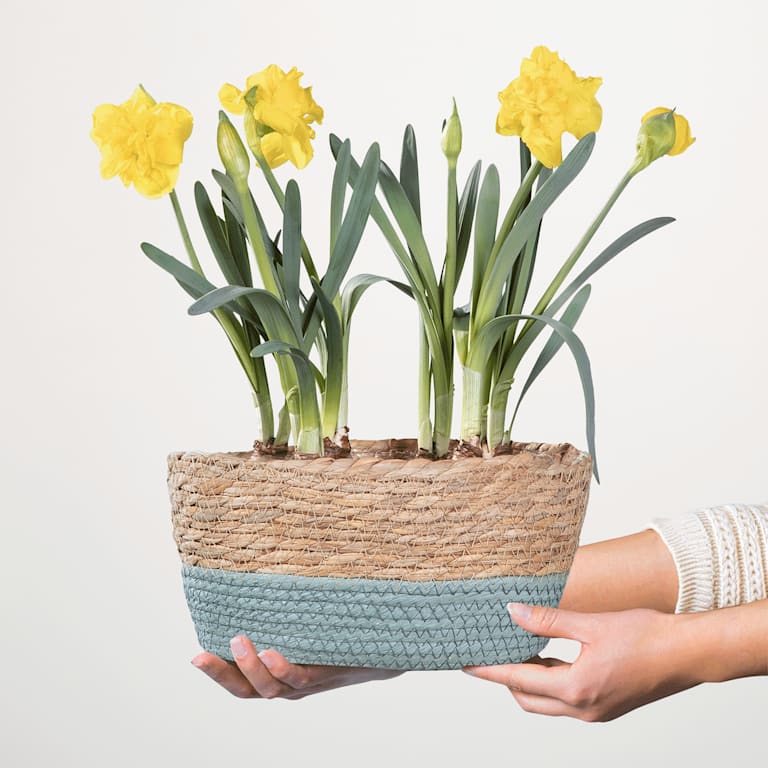 blume2000 Blühpflanze im Topf Sweet Sunshine Fabrik Onlineshop