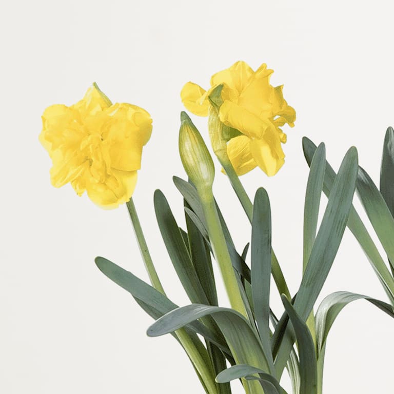 blume2000 Blühpflanze im Topf Sweet Sunshine Fabrik Onlineshop