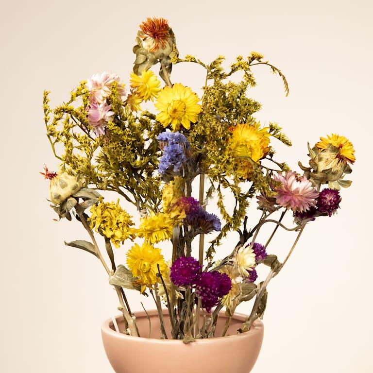 blume2000 Trockenblumenstrauß Bunt Sonderangebote