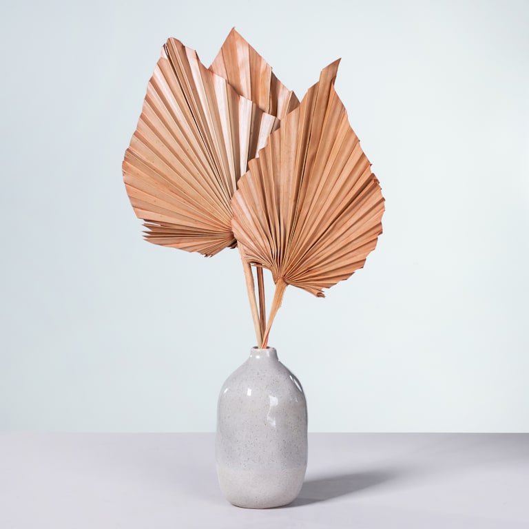 blume2000 Trockenblumenbund Palm Spear Peach Riesige Ersparnisse