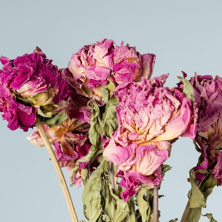 blume2000 Trockenblumenbund Paeonie Tiefpreis