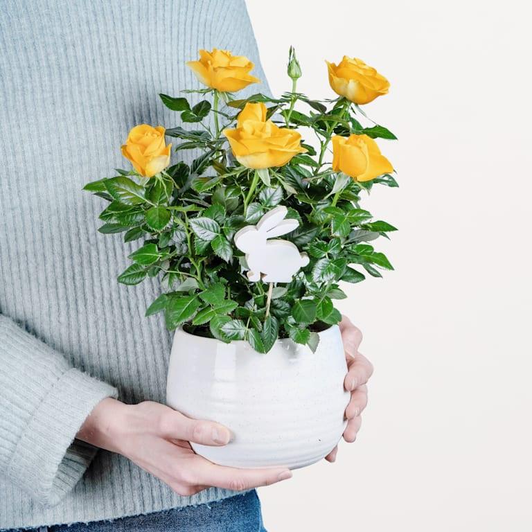 blume2000 Blühpflanze im Topf Strahlende Freude Zeitbegrenzte Promotion