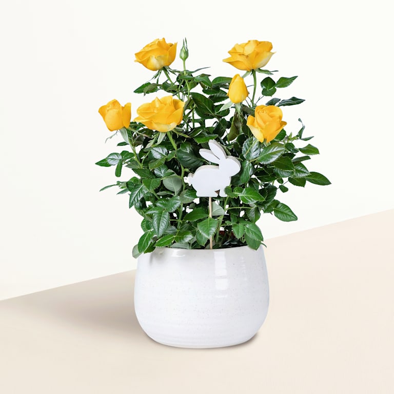 blume2000 Blühpflanze im Topf Strahlende Freude Zeitbegrenzte Promotion