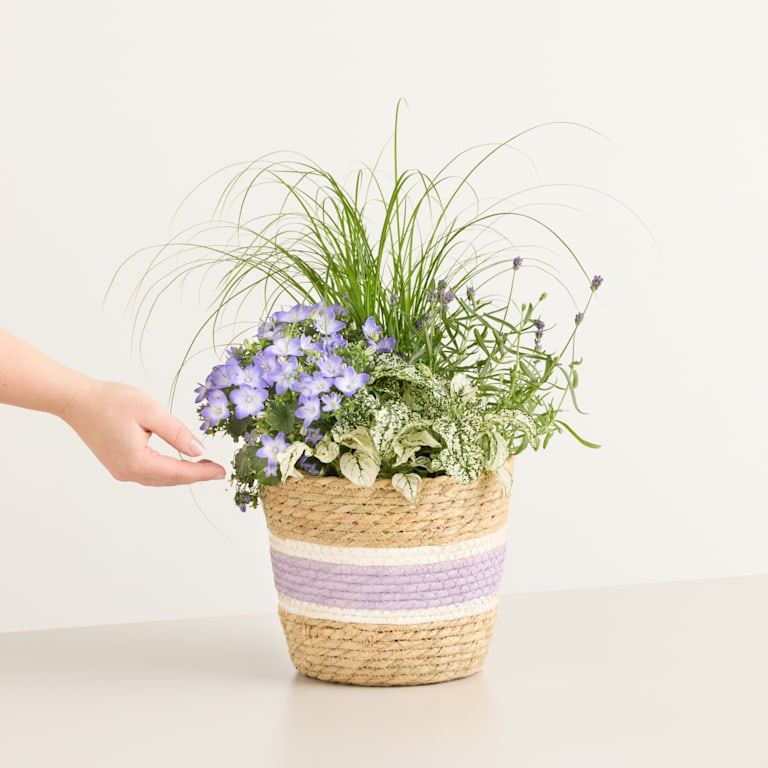 blume2000 Blühpflanze im Topf Sommerduft Nur für heute