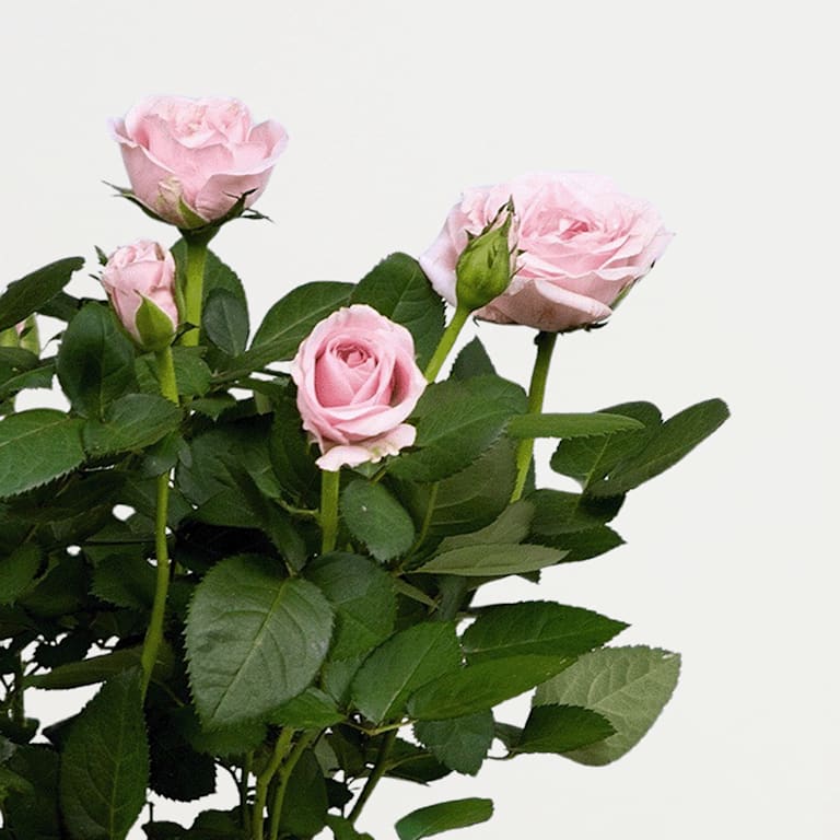 blume2000 Blühpflanze im Topf Blütenschein 50% Rabatt mit kostenlosem Versand