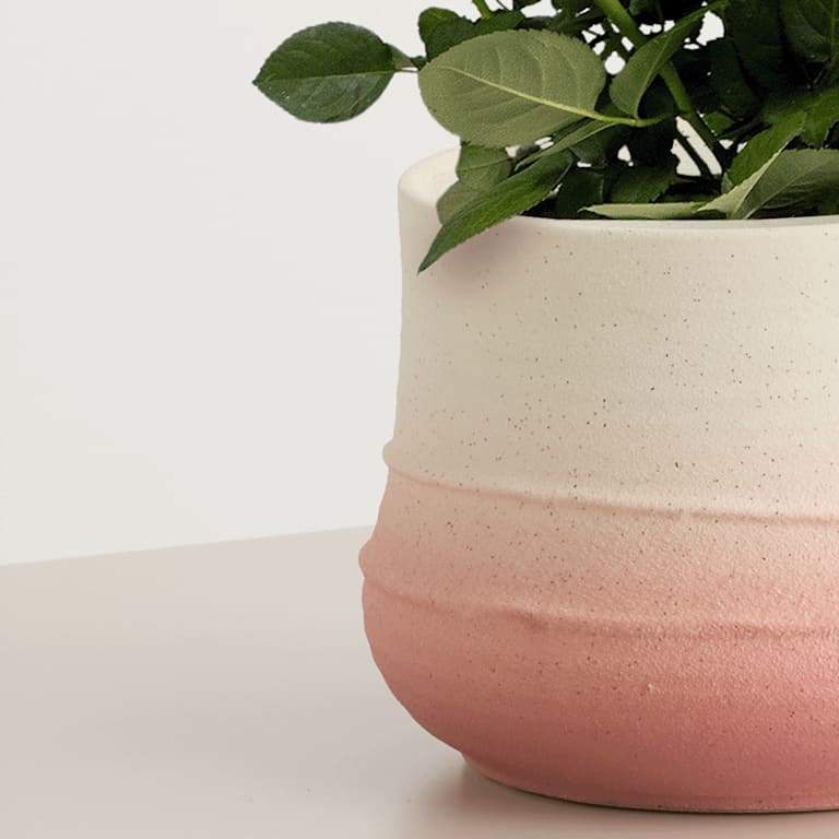 blume2000 Blühpflanze im Topf Blütenschein 50% Rabatt mit kostenlosem Versand