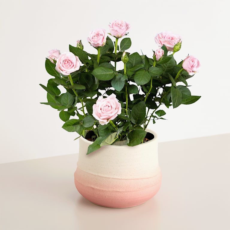 blume2000 Blühpflanze im Topf Blütenschein 50% Rabatt mit kostenlosem Versand