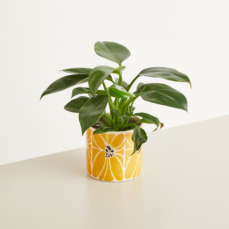 blume2000 Keramik Übertopf Blume Gelb - 12 cm Speichern exportieren
