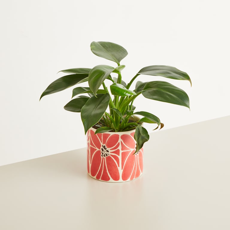 blume2000 Keramik Übertopf Blume Rot - 12 cm Im Verkauf
