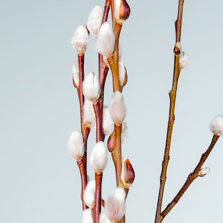 blume2000 Weidenkätzchen - 10 Stück Valentinstagsangebot