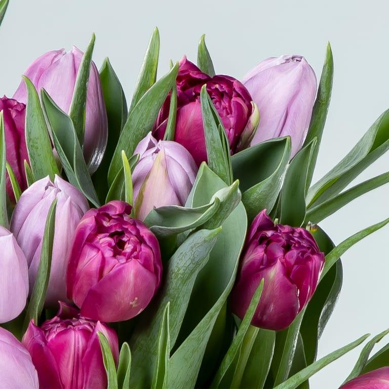 blume2000 Lila Tulpen - 20 Stiele Discount Store für neue Produkte