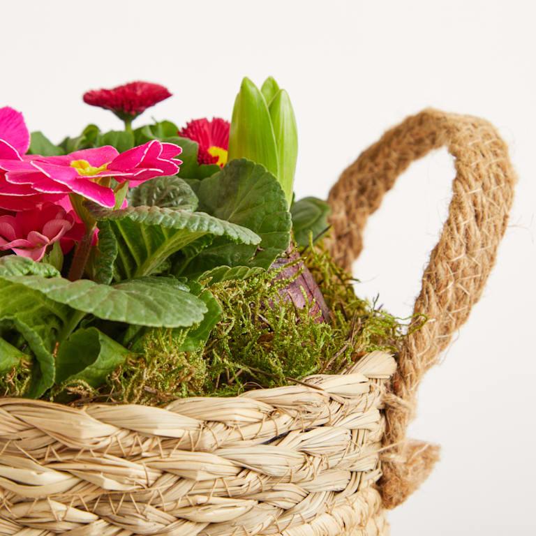 blume2000 Blühpflanze im Topf Frühlingsflirt Super Rabatt