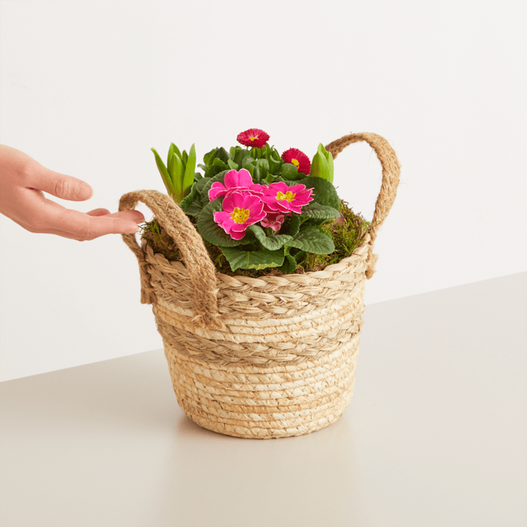 blume2000 Blühpflanze im Topf Frühlingsflirt Super Rabatt