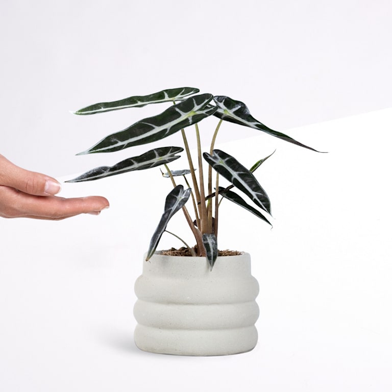 blume2000 Grünpflanze im Topf Green Harmony Outlet