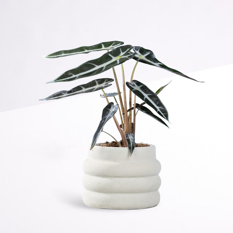blume2000 Grünpflanze im Topf Green Harmony Outlet