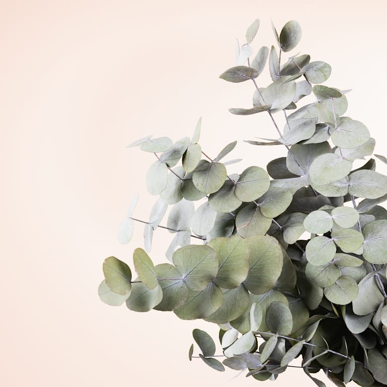 blume2000 Trockenblumenbund Eukalyptus Verkauf