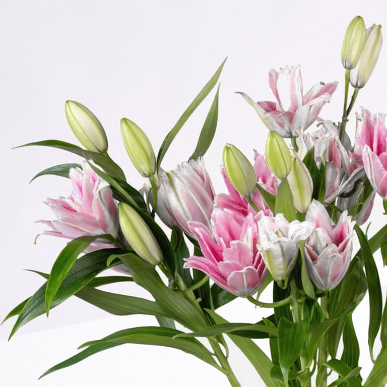 blume2000 Rosa Lilien gefüllt - 5 Stiele Angebote