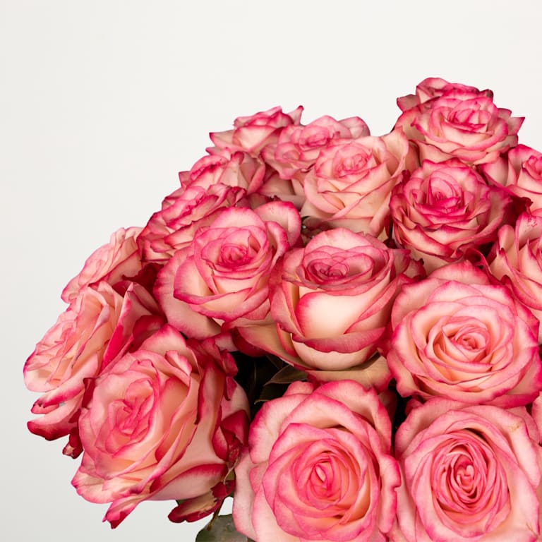 blume2000 Zweifarbige Rosen 'Paloma' - 20 Stiele Hotsell