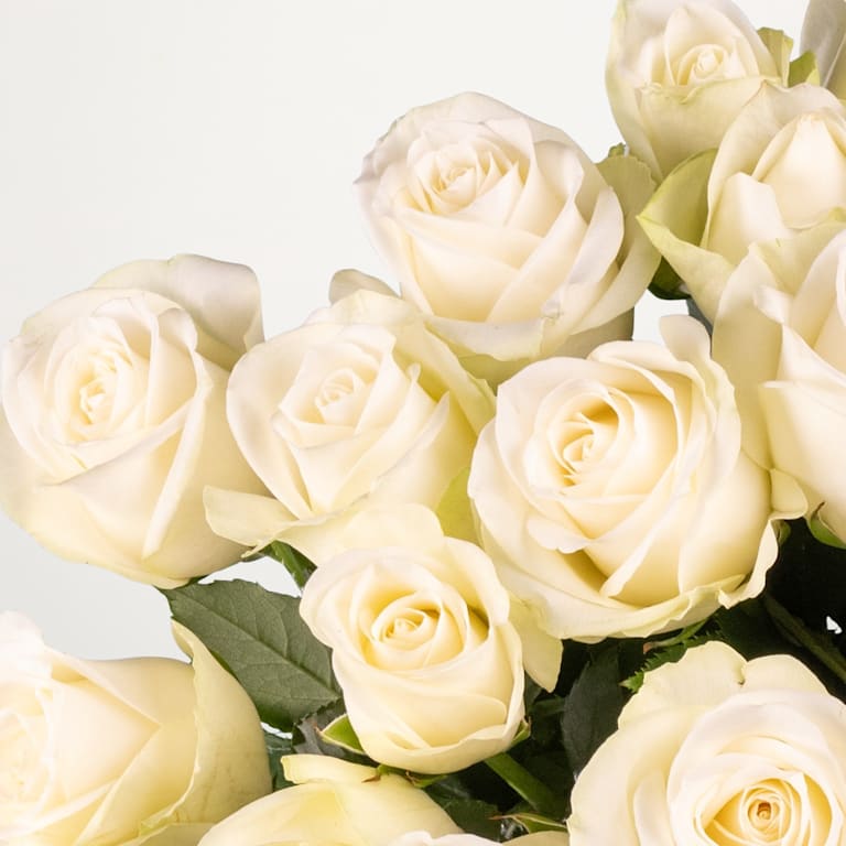 blume2000 Weiße Rosen - 20 Stiele im Angebot