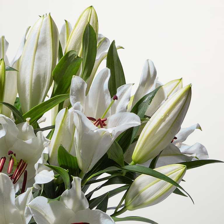 blume2000 Weiße Lilien - 10 Stiele Fabrikverkauf