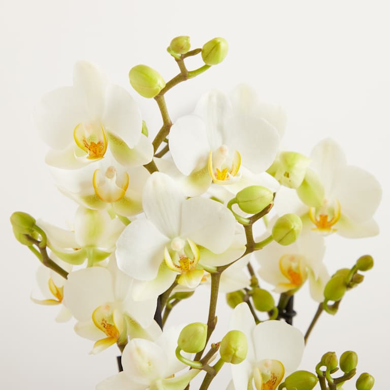blume2000 Orchidee im Topf Blütenfestival Meist gekauft